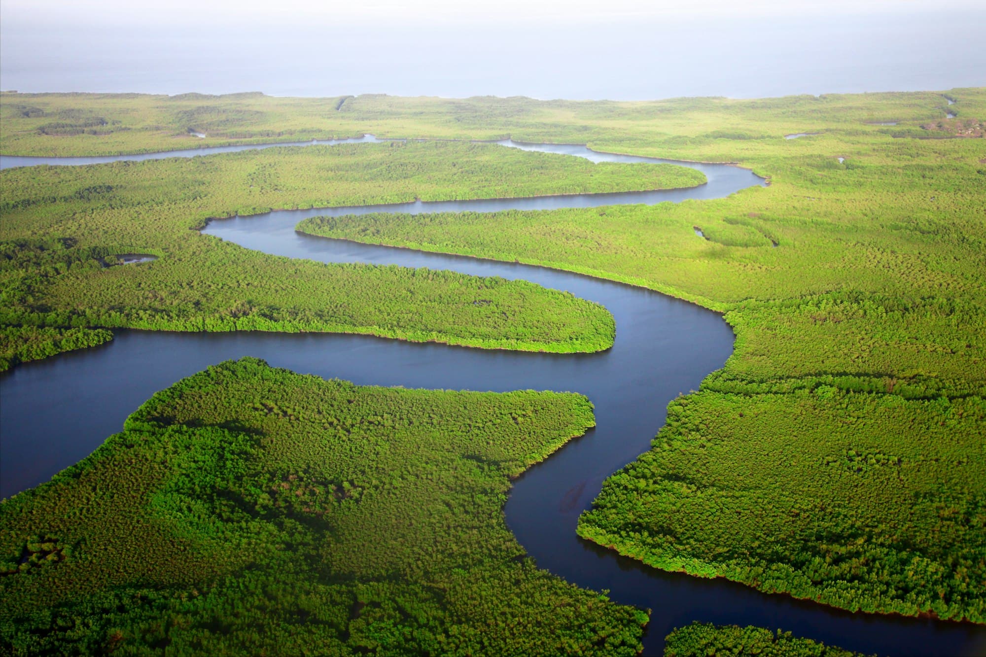 A river winding through green mangrove forest in The Gambia, seen from the air